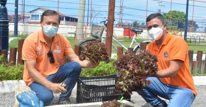 Hortaliças no Município de Maricá