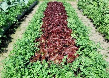 Horta Comunitária em São Gonçalo