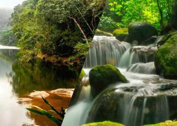 Maior Floresta Urbana do Mundo