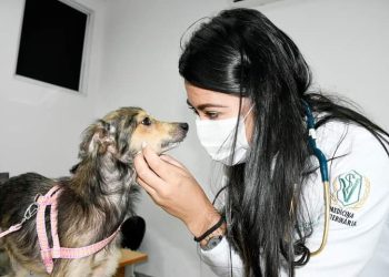 Castração de Cachorros e gatos em Nova Iguaçu