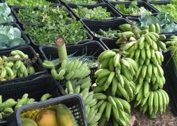 Agroecologia na Cidade de Maricá