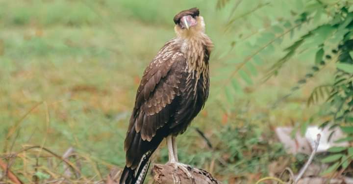 Ave carcará espécie de ave de rapina