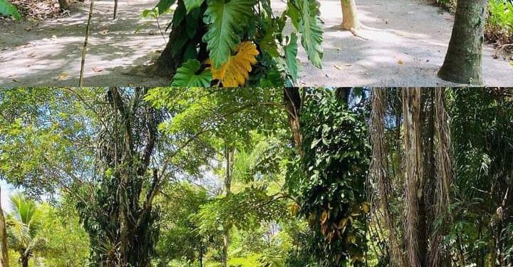 Horto Florestal de Itaipu em Niterói