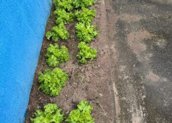 São Gonçalo incentiva Horta Comunitária