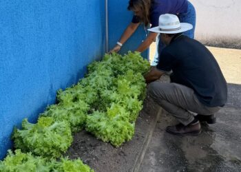 Horta Comunitária em São Gonçalo