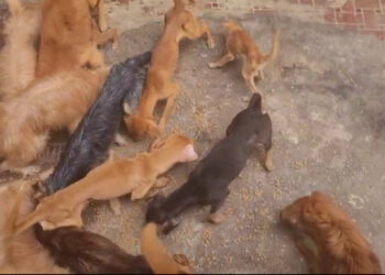 homem é preso após maus tratos a cachorros no Rio de Janeiro