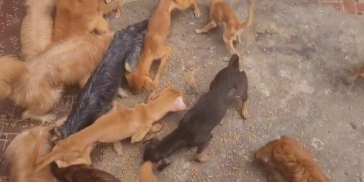 homem é preso após maus tratos a cachorros no Rio de Janeiro